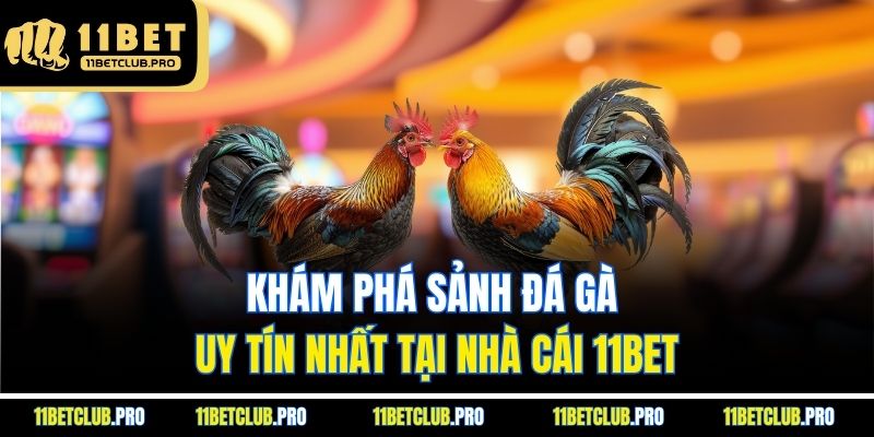 Khám phá sảnh đá gà uy tín nhất tại nhà cái 11BET