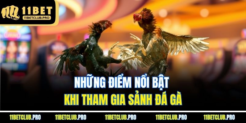 Những điểm nổi bật khi tham gia sảnh đá gà